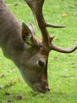 20150903 Fallow Deer in Haagse Bos, The Hague